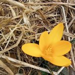 phoca_thumb_m_kytiky a ba 25 Fotogalerie